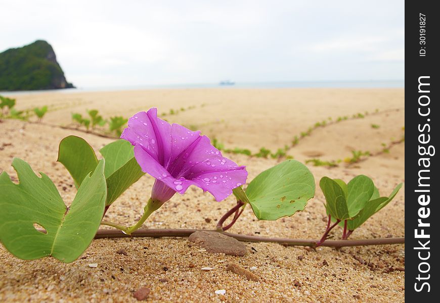 Beautiful gerbera flower on the beach. Beautiful gerbera flower on the beach