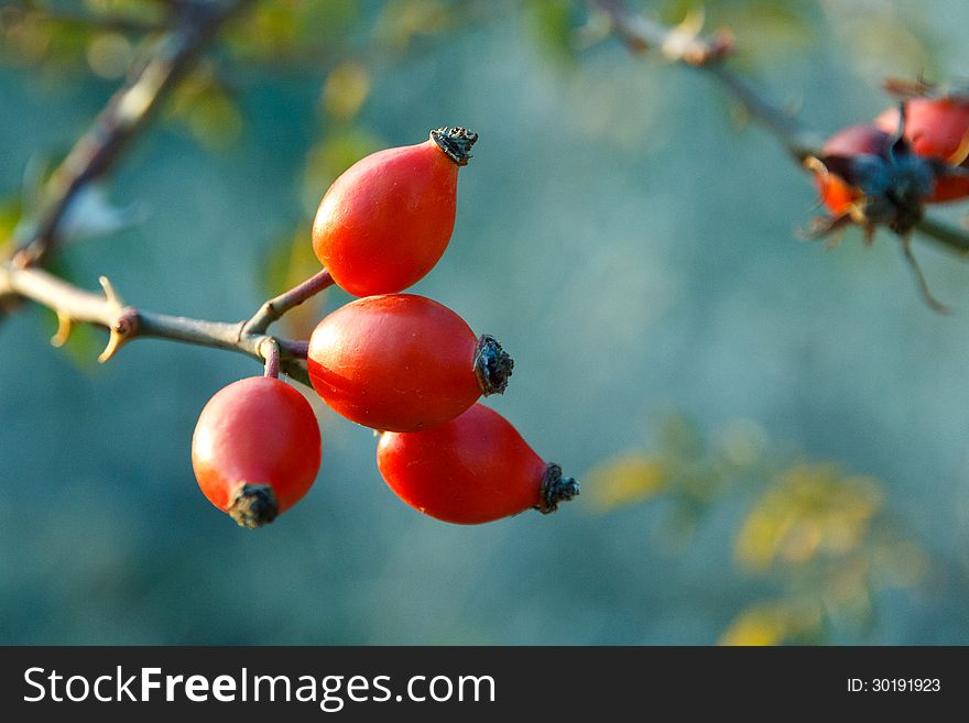 Red Fall berries small shrub. Red Fall berries small shrub