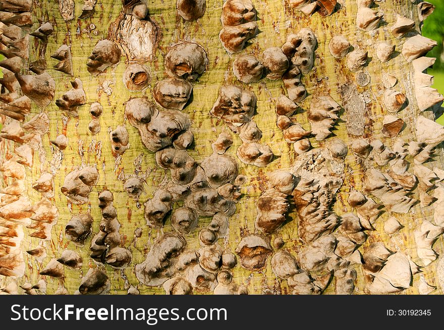 Texture of the prickle tree trunk