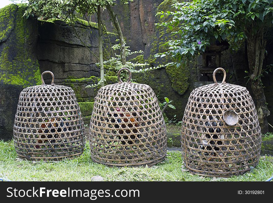 Three roosters in cockfighting cages on island of Bali, Indonesia. Three roosters in cockfighting cages on island of Bali, Indonesia.