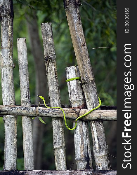 A green snake on a wooden fence in a surf camp in Bali, Indonesia. A green snake on a wooden fence in a surf camp in Bali, Indonesia.