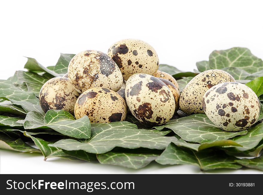 Nest Of Quail Eggs And Green Leaves On A White Background