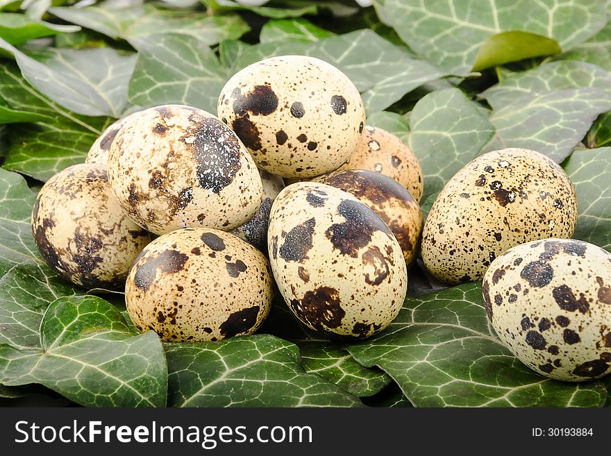 Nest of quail eggs on a background of green leaves