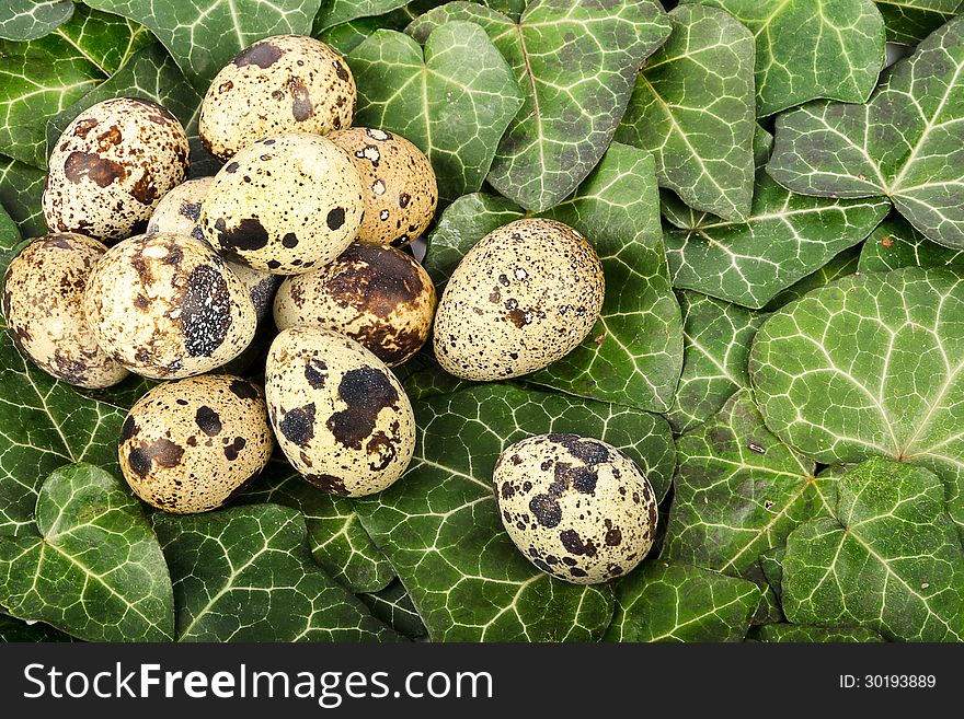 Nest of quail eggs among green leaves