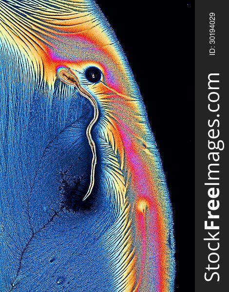 A part of a crystal of ascorbic acid seen through a microscope in poarized light. A part of a crystal of ascorbic acid seen through a microscope in poarized light