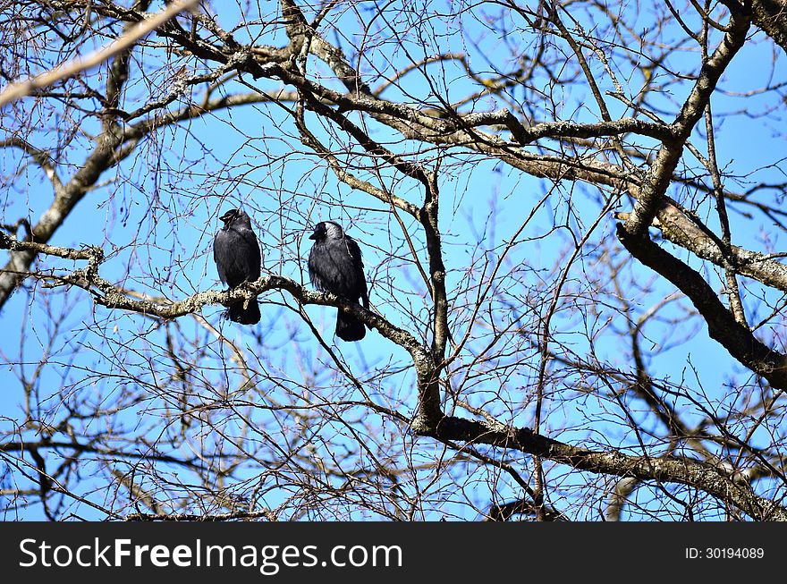 Jackdaws (Coloeus Monedula) Sitting on Tree Branch. Jackdaws (Coloeus Monedula) Sitting on Tree Branch