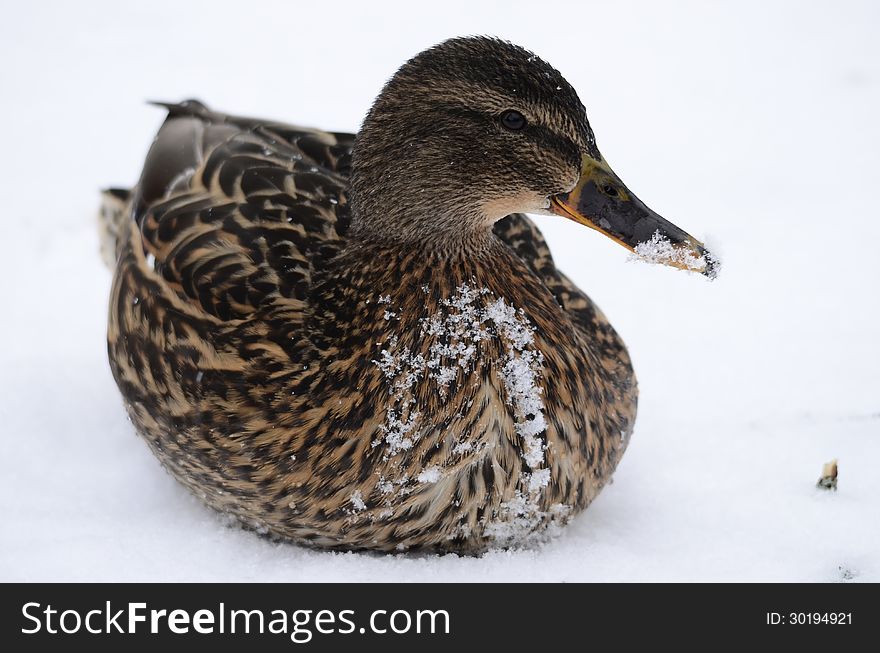 Mallards Scouts on the snow. Mallards Scouts on the snow