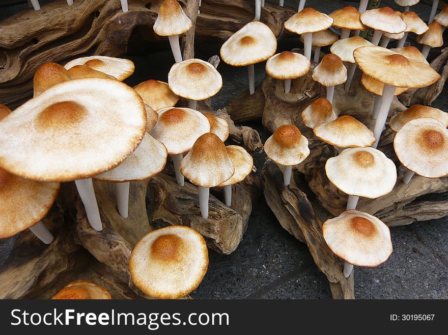 Close up of mushrooms in Thailand