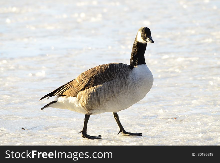 Canada goose walking on ice