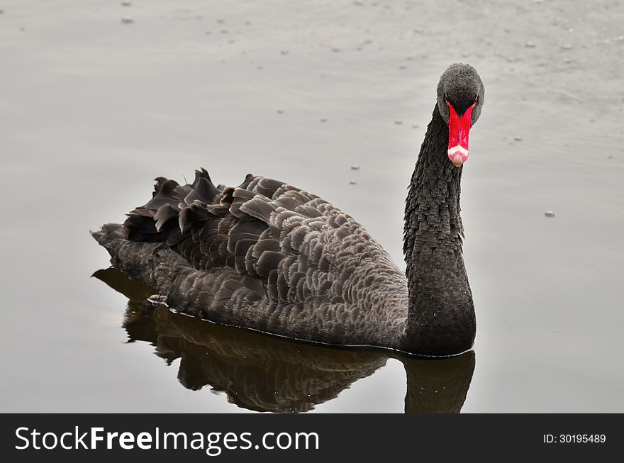 Black swan swiming on the lake