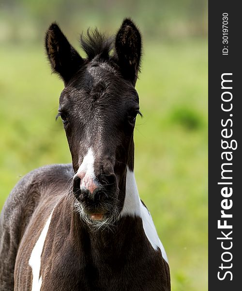 Young foal in the green field