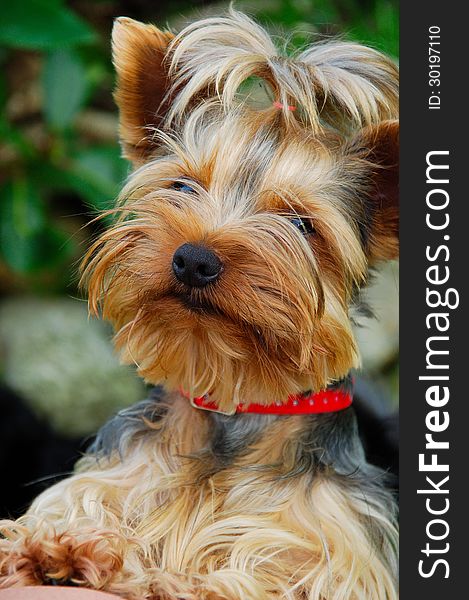 Yorkshire terrier looking at me