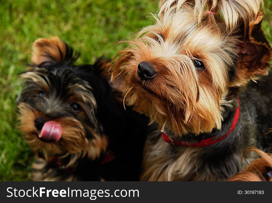 Yorkshire terrier looking at me