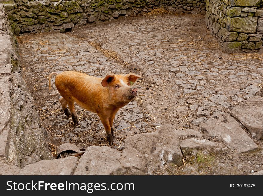 Pig looking to the camera in pigsty, piggery