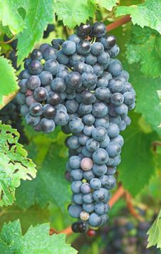 Vineyard Grape Stock Image