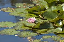 Pink Waterlily Lotus Flower Royalty Free Stock Image Pink Waterlily Lotus Flower Royalty Free Stock Image
