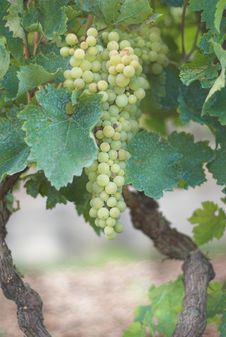 Vineyard Grape Royalty Free Stock Photo Vineyard Grape Royalty Free Stock Photo