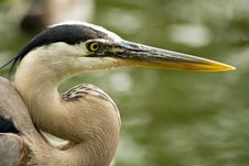 White Heron Royalty Free Stock Photo