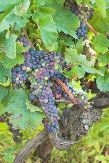 Vineyard Grape Royalty Free Stock Photo Vineyard Grape Royalty Free Stock Photo