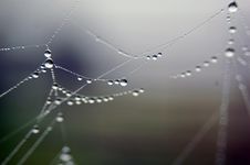 Dew Drops On Web Royalty Free Stock Images