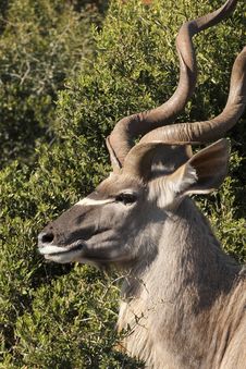 Kudu Bull Profile Stock Photography