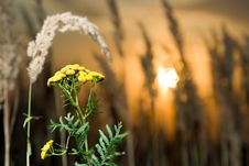 Tansy At Sunset Stock Images Tansy At Sunset Stock Images