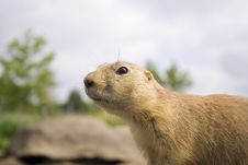 Prairie Dog Close Up Royalty Free Stock Photos