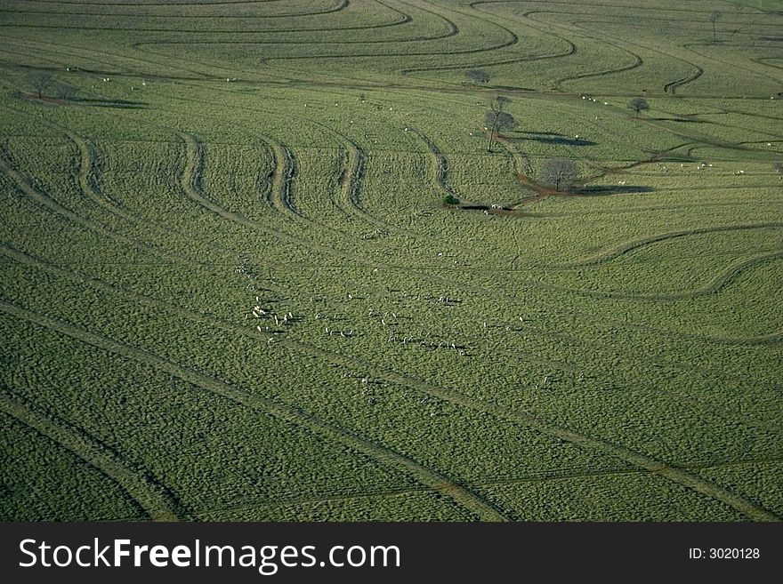 Green Field with Cattle