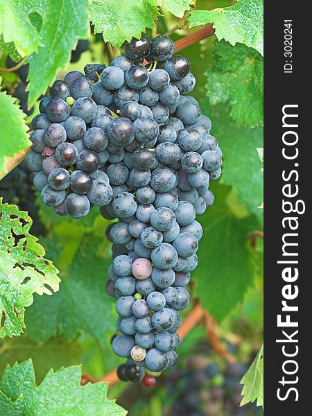 Vineyard Grape