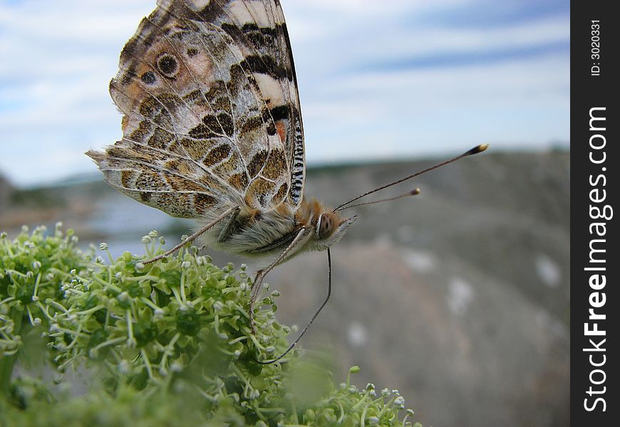 Butterfly Beauty