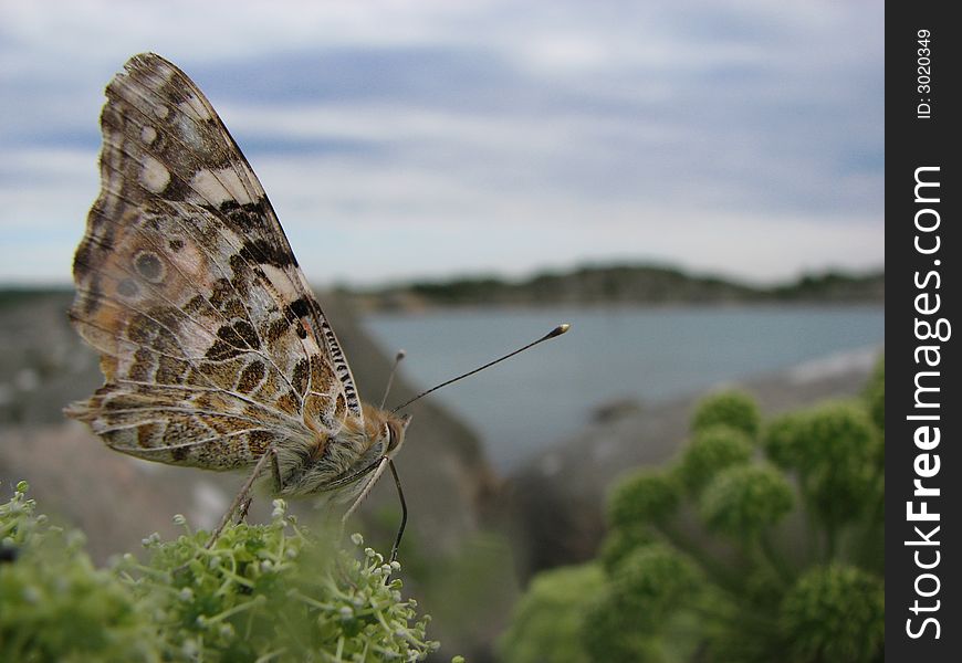 The wind was blowing quit hard but this butterfly stod up against it and viewed his domain. he is looking over the sea on the coast of Gothenburg, Sweden. The wind was blowing quit hard but this butterfly stod up against it and viewed his domain. he is looking over the sea on the coast of Gothenburg, Sweden.