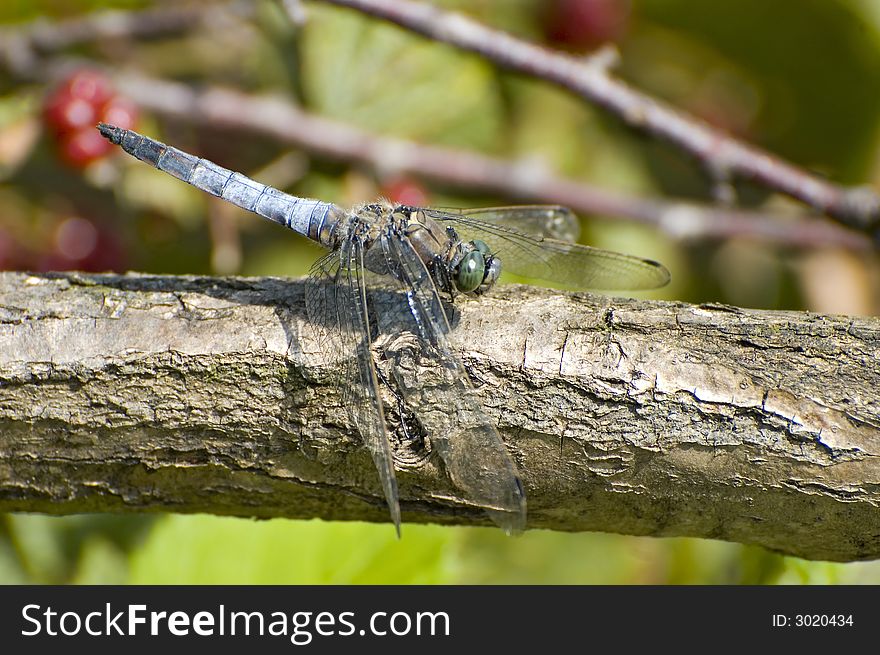 Blue dragon fly on a branch. Blue dragon fly on a branch