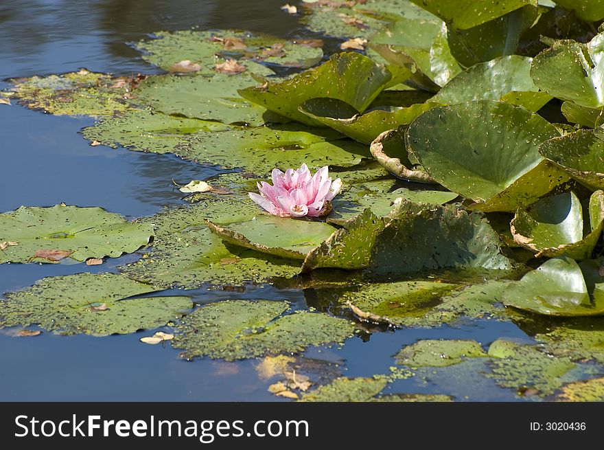 Pink exotic waterlilies blooming in pond. Pink exotic waterlilies blooming in pond