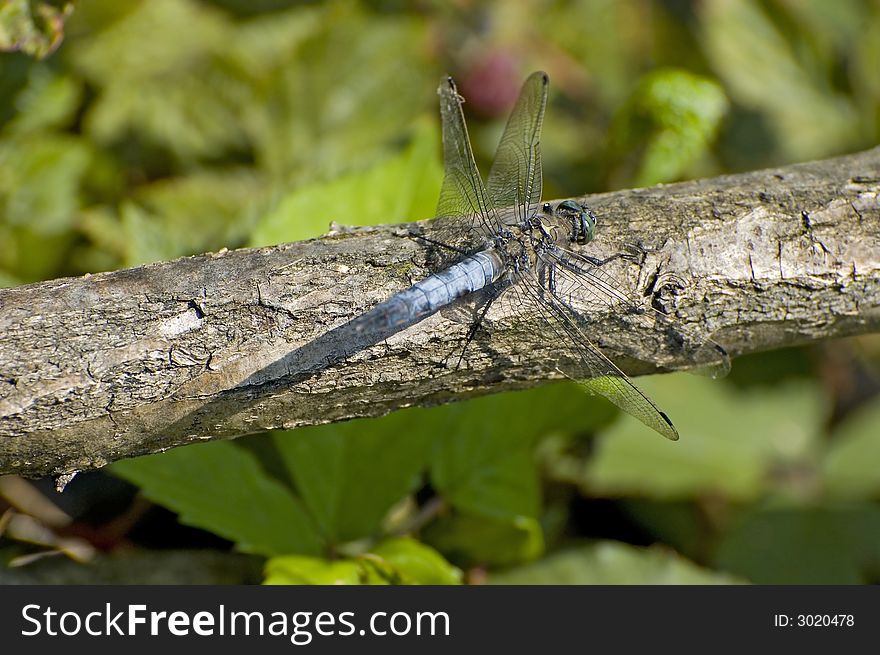 Blue dragon fly on a branch. Blue dragon fly on a branch