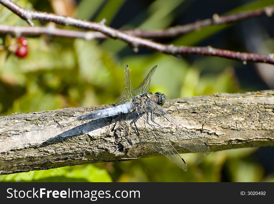Blue dragon fly on a branch. Blue dragon fly on a branch