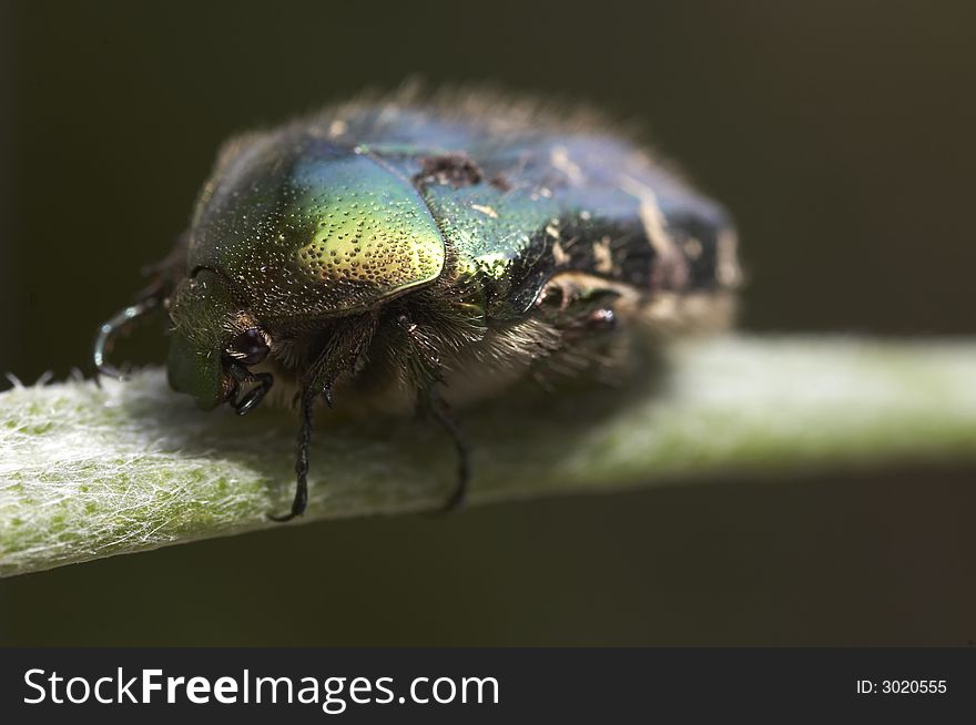 Macro of cetonia aurata (Goliath beetle) on grass