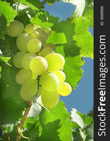 Vineyard Grape - Green grapes on the branch