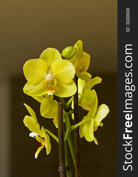 Yellow orchild phalaenopsis with blurry background. Yellow orchild phalaenopsis with blurry background