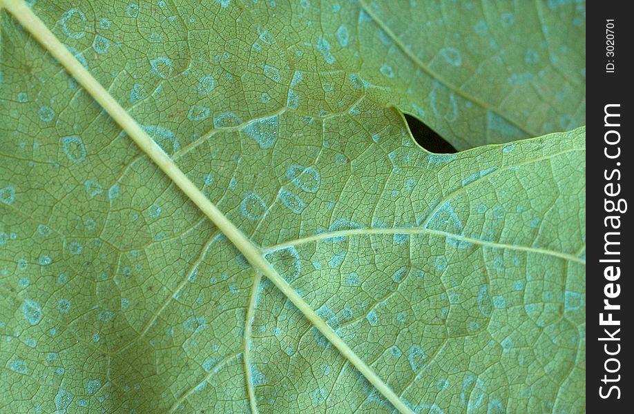 Vineyard - Green leaf in diagonal form. Vineyard - Green leaf in diagonal form