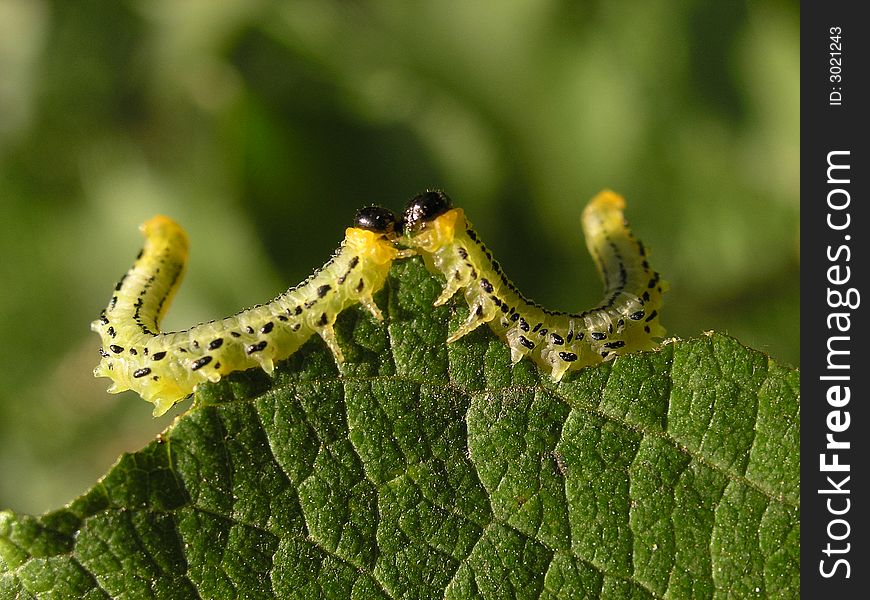 Two light-green caterpillars eating leaf, like embrace, love and W