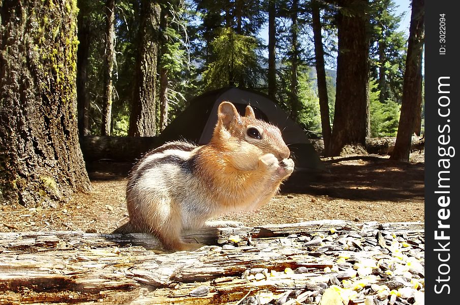 This little fellow came out of nowhere, and entertained our campers, the chipmunk was best at begging for food. This little fellow came out of nowhere, and entertained our campers, the chipmunk was best at begging for food