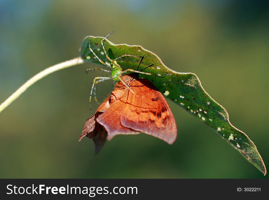 Deadly embrace by a garden spider of this brightly colored butterfly. Deadly embrace by a garden spider of this brightly colored butterfly.