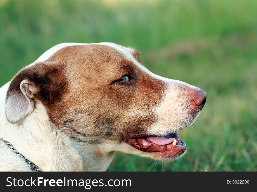 Side view of a beautiful dog