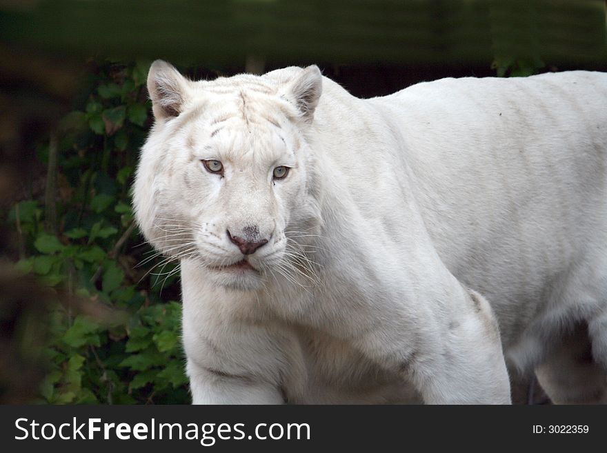 Eye of the white tiger, angry looking