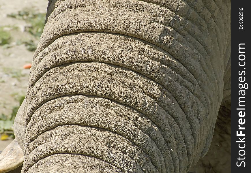 Trunk of an old elephant