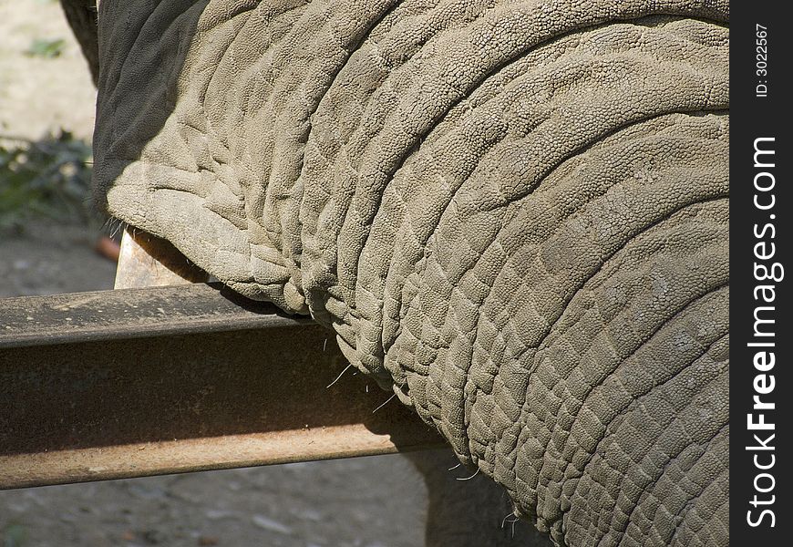 Trunk of an old elephant