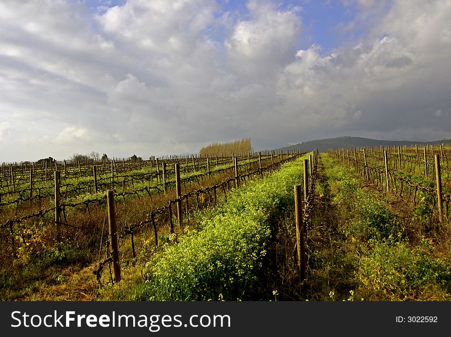 Yellow flowers grow between rows of vines with a row of trees in the background. Late afternoon sun. Yellow flowers grow between rows of vines with a row of trees in the background. Late afternoon sun.