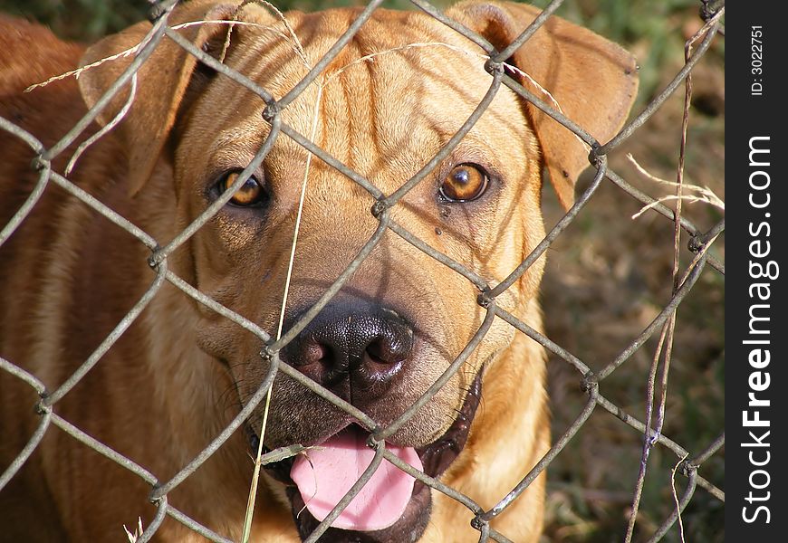 Neighbors dog as seen through fence