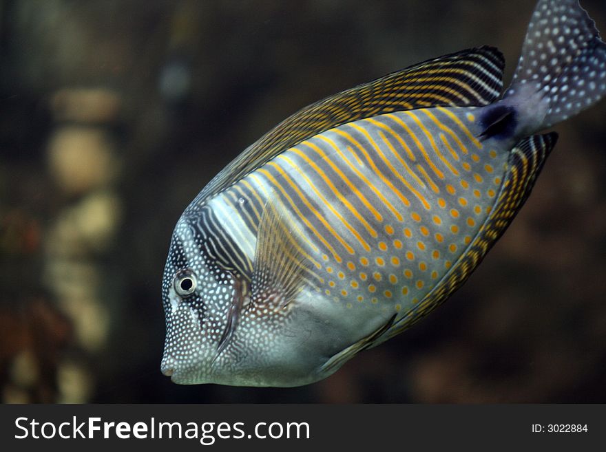 Coral fish with colorful dot and lines. Coral fish with colorful dot and lines