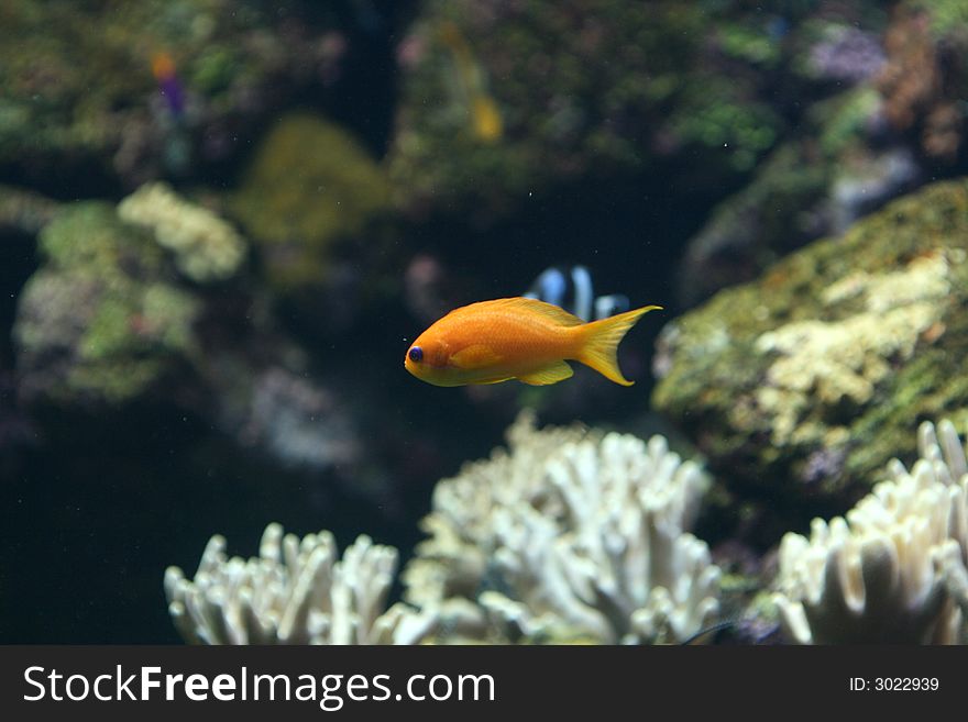 Plain orange coral fish with blue eyes